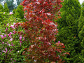 Fagus sylvatica Dawyck Purple IMG_3927 Buk pospolity